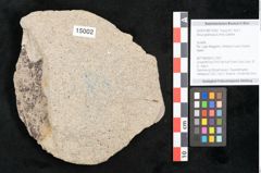 Foto (Objekt + Etikett) von Alnus glutinosa (Linne) Gärtner (NHMW-GEO-2024-0188-15002)